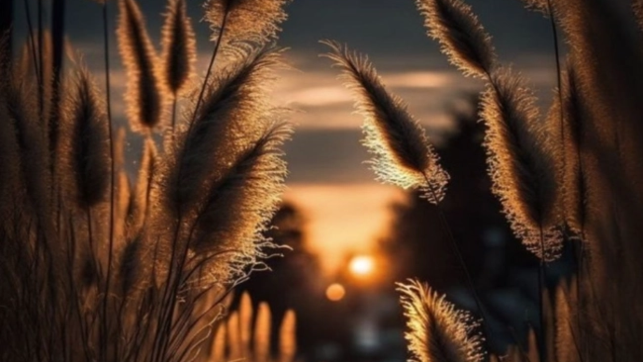 güzelliğin köre ne