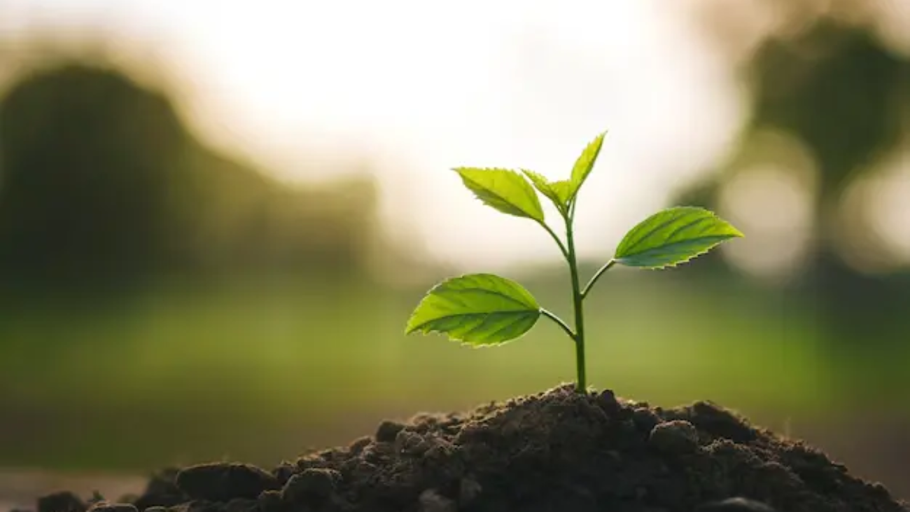 seedling-are-growing-soil_39919-74