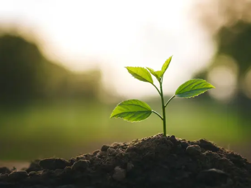 seedling-are-growing-soil_39919-74